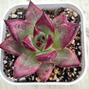 画像1: ●多肉植物 エケベリア ロカ 2.5寸苗
