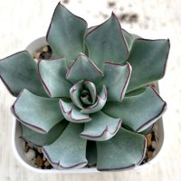 ●多肉植物 エケベリア ストリクチフローラ ノヴァ 2.5寸苗