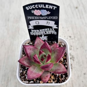 画像2: ●多肉植物 エケベリア ロカ 2.5寸苗