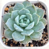 ●多肉植物 エケベリア フェイバー 2.5寸苗