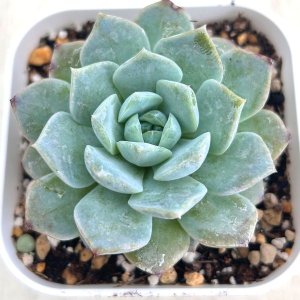 画像1: ●多肉植物 エケベリア フェイバー 2.5寸苗