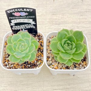 画像3: ●多肉植物 エケベリア パンドラ 2.5寸苗
