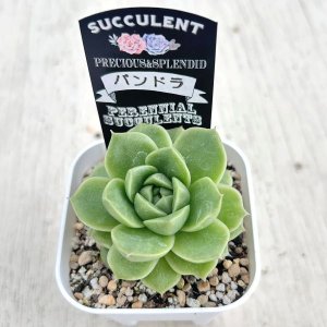 画像2: ●多肉植物 エケベリア パンドラ 2.5寸苗
