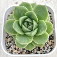 ●多肉植物 エケベリア パンドラ 2.5寸苗