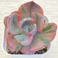 ●多肉植物 エケベリア レインドロップ錦 2.5寸苗