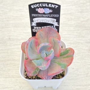 画像2: ●多肉植物 エケベリア レインドロップ錦 2.5寸苗