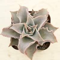 ●多肉植物 エケベリア マディバ 2.5寸苗