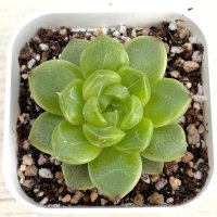 ●多肉植物 エケベリア グリーンダイアモンドジェニー 2.5寸苗