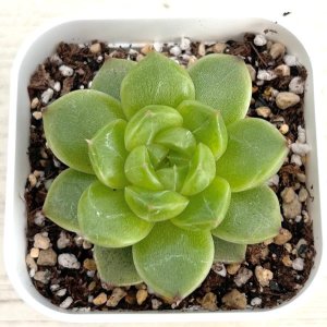 画像1: ●多肉植物 エケベリア グリーンダイアモンドジェニー 2.5寸苗