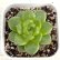 画像1: ●多肉植物 エケベリア グリーンダイアモンドジェニー 2.5寸苗 (1)