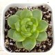 ●多肉植物 エケベリア グリーンダイアモンドジェニー 2.5寸苗