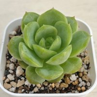 ●多肉植物 エケベリア ベビーグリーン 2.5寸苗