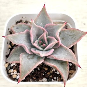 画像2: ●多肉植物 エケベリア マディバ 2.5寸苗