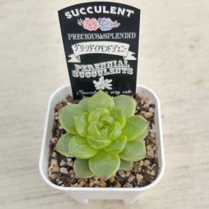 画像2: ●多肉植物 エケベリア グリーンダイアモンドジェニー 2.5寸苗