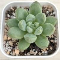 ●多肉植物 エケベリア プラットフォームジェニー 2.5寸苗