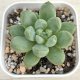 ●多肉植物 エケベリア プラットフォームジェニー 2.5寸苗