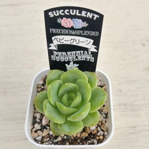 画像2: ●多肉植物 エケベリア ベビーグリーン 2.5寸苗