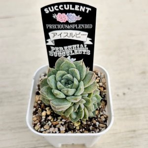 画像2: ●多肉植物 エケベリア アイスルビー 2.5寸苗