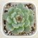 画像1: ●多肉植物 エケベリア ピンクアイスソウル 2.5寸苗 (1)