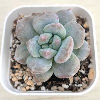 ●多肉植物 エケベリア ミルクキャップ 2.5寸苗