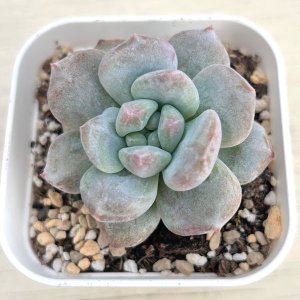 画像1: ●多肉植物 エケベリア ミルクキャップ 2.5寸苗
