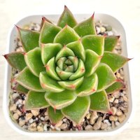 ●多肉植物 エケベリア スパイ 2.5寸苗