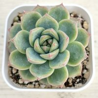 ●多肉植物 エケベリア グリーンハート 2.5寸苗