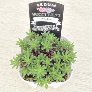 画像2: 多肉植物 セダム ピンキー 2.5寸苗