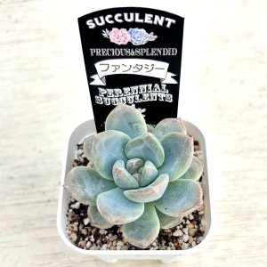 画像2: ●多肉植物 エケベリア ファンタジー 2.5寸苗