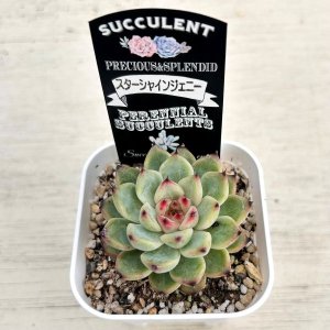 画像2: ●多肉植物 エケベリア スターシャインジェニー 2.5寸苗