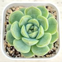 ●多肉植物 エケベリア 琴心 2.5寸苗