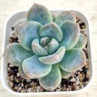 ●多肉植物 エケベリア ファンタジー 2.5寸苗