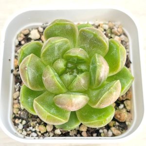画像1: ●多肉植物 エケベリア ブルーウォーターゴースト 2.5寸苗