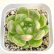 画像1: ●多肉植物 エケベリア ブルーウォーターゴースト 2.5寸苗 (1)