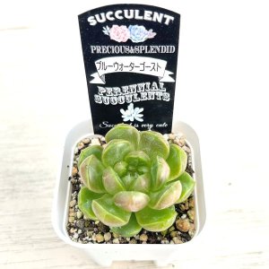 画像2: ●多肉植物 エケベリア ブルーウォーターゴースト 2.5寸苗