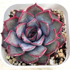画像1: ●多肉植物 エケベリア ダークアイス 2.5寸苗