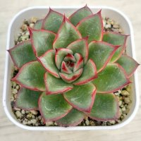 ●多肉植物 エケベリア リトルレッドハート 2.5寸苗