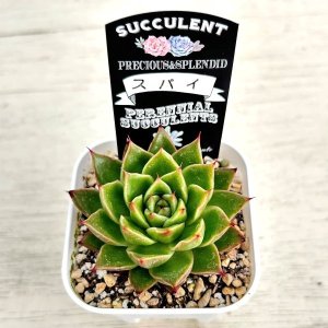 画像2: ●多肉植物 エケベリア スパイ 2.5寸苗