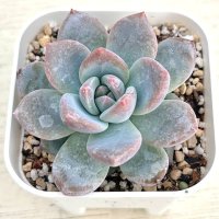 ●多肉植物 エケベリア キャンディーオレンジ 2.5寸苗