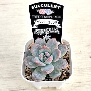 画像2: ●多肉植物 エケベリア キャンディーオレンジ 2.5寸苗