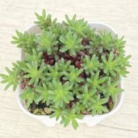 多肉植物 セダム ピンキー 2.5寸苗