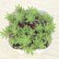 画像1: 多肉植物 セダム ピンキー 2.5寸苗 (1)