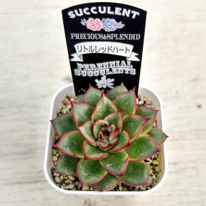 画像2: ●多肉植物 エケベリア リトルレッドハート 2.5寸苗