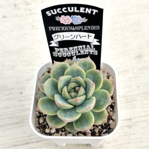 画像2: ●多肉植物 エケベリア グリーンハート 2.5寸苗
