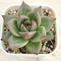 ●多肉植物 エケベリア シャーロット 2.5寸苗