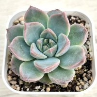 ●多肉植物 エケベリア フライングスター 2.5寸苗