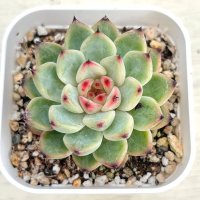 ●多肉植物 エケベリア スターシャインジェニー 2.5寸苗