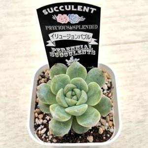 画像2: ●多肉植物 エケベリア イリュージョンバブル 2.5寸苗