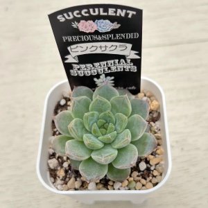 画像2: ●多肉植物 エケベリア ピンクサクラ 2.5寸苗