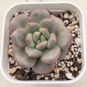画像1: ●多肉植物 エケベリア アリエル 2.5寸苗